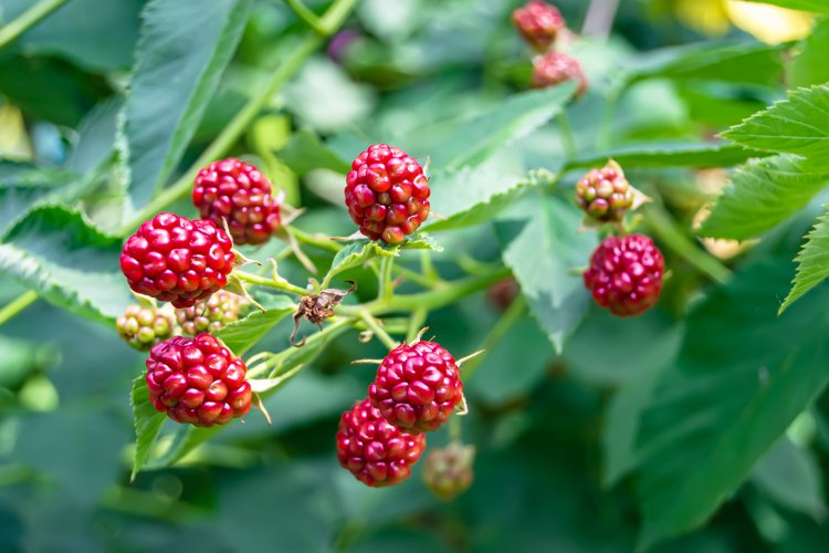 beautiful berry branch blackberry bush with natural leaves