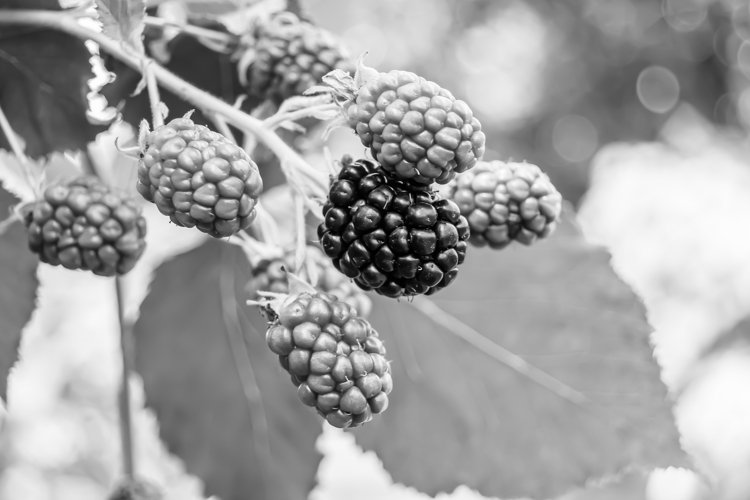 beautiful berry branch blackberry bush with natural leaves