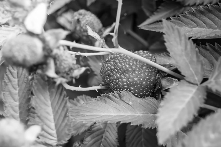 Berry branch japanese strawberry bush with natural leaves