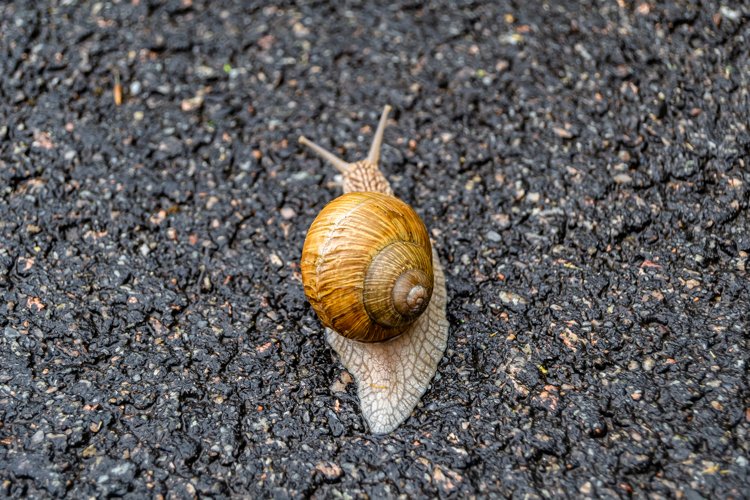 Big garden snail in shell crawling on wet road hurry home