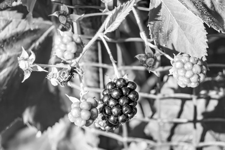 beautiful berry branch blackberry bush with natural leaves