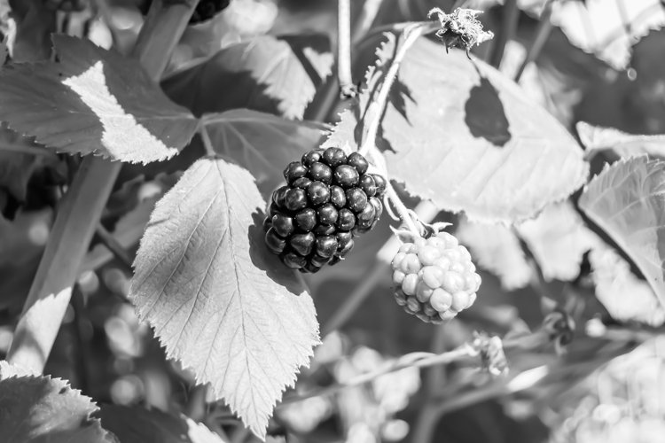 beautiful berry branch blackberry bush with natural leaves