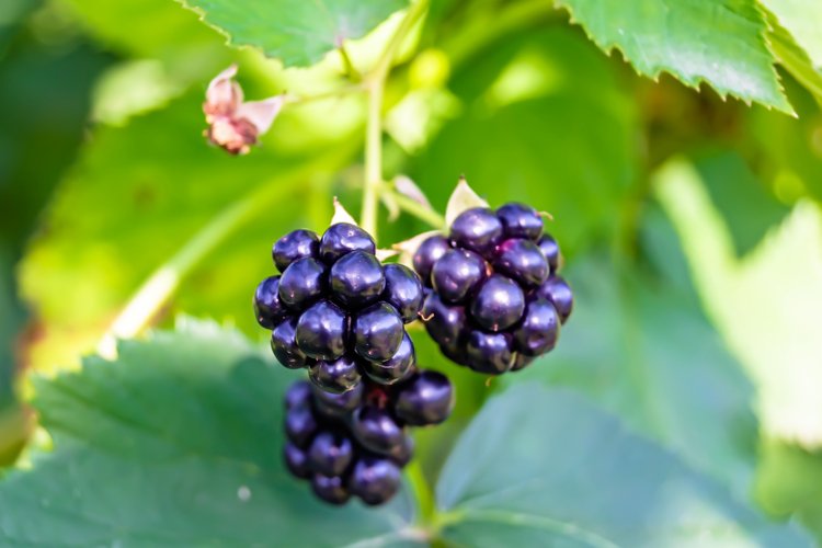 beautiful berry branch blackberry bush with natural leaves