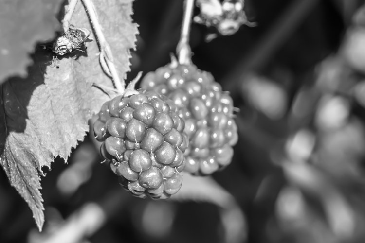 beautiful berry branch blackberry bush with natural leaves