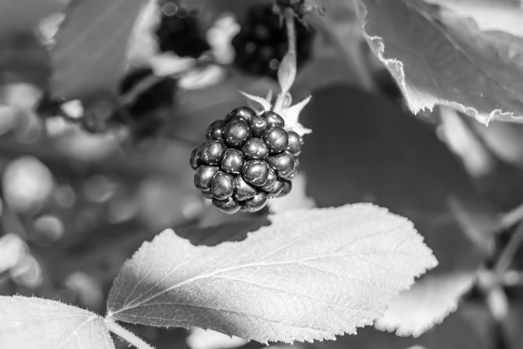 beautiful berry branch blackberry bush with natural leaves