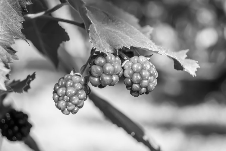 beautiful berry branch blackberry bush with natural leaves