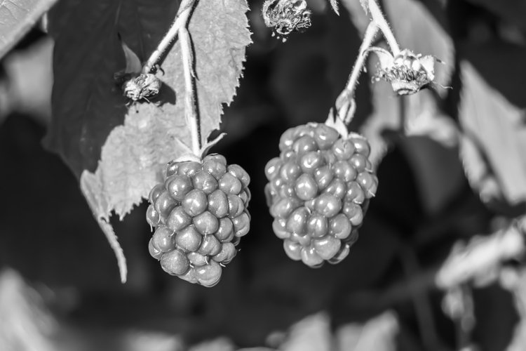 beautiful berry branch blackberry bush with natural leaves