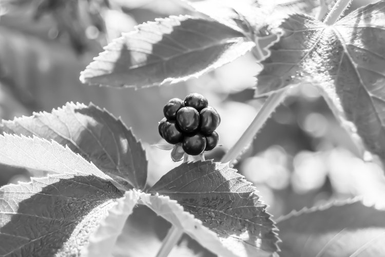 beautiful berry branch blackberry bush with natural leaves