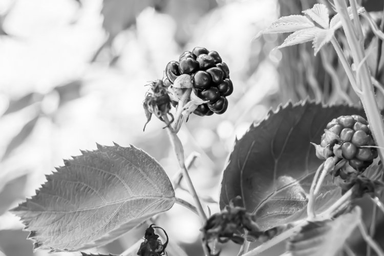 beautiful berry branch blackberry bush with natural leaves