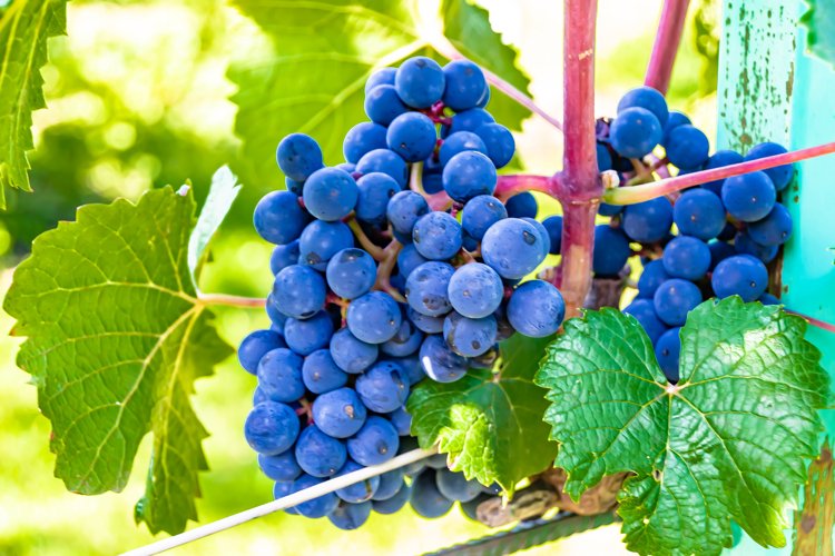 Beautiful berry branch grape bush with natural leaves