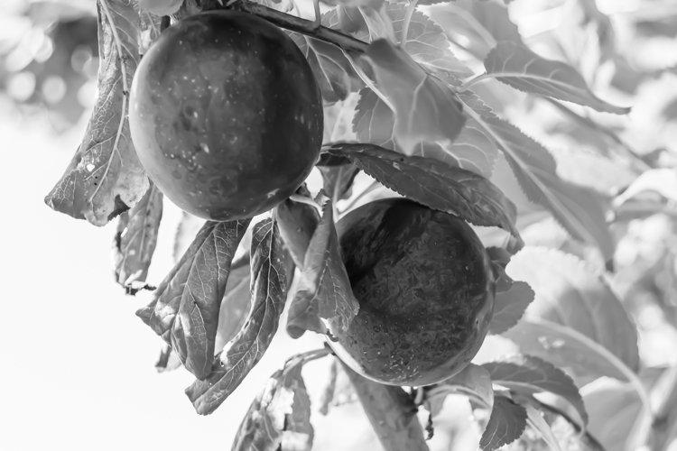 Beautiful fruit branch plum tree with natural leaves