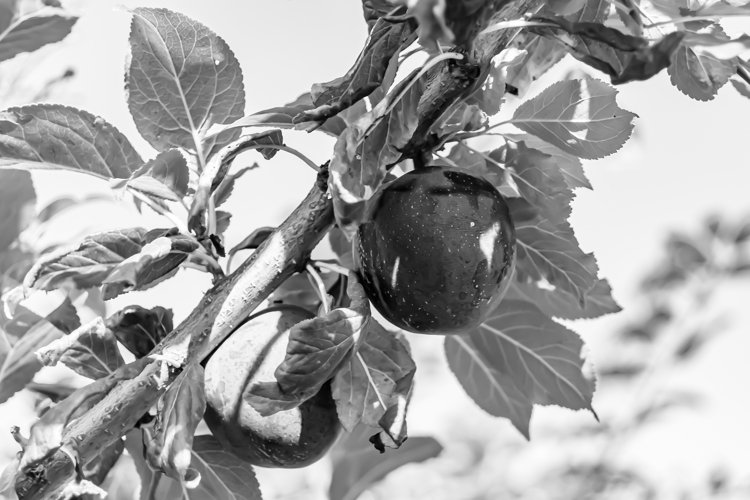 Beautiful fruit branch plum tree with natural leaves