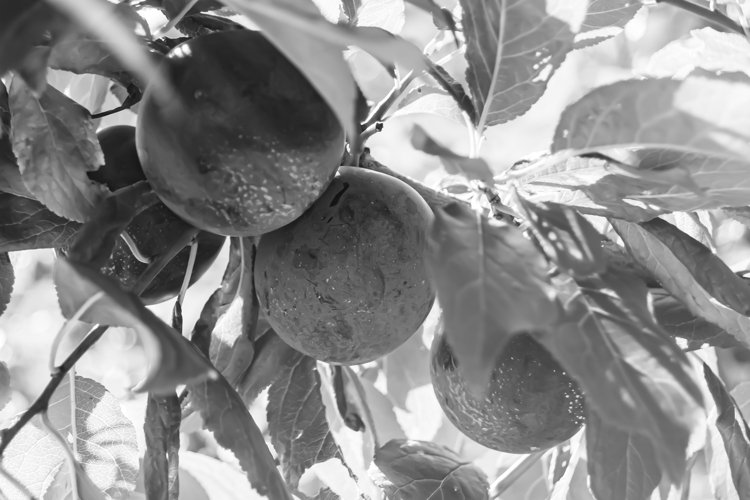 Beautiful fruit branch plum tree with natural leaves