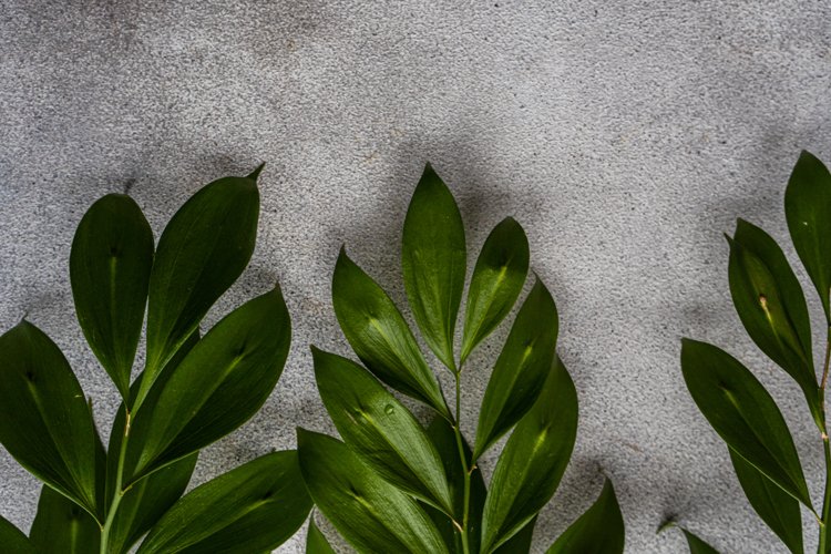 Ruscus leaves and Gypsophila flowers in the frame (2426497)