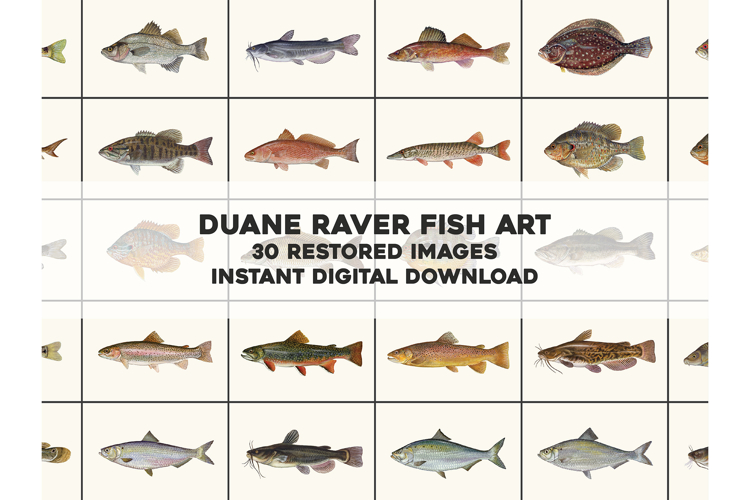 30 American Game Fish Art Prints Duane Raver Restore Images