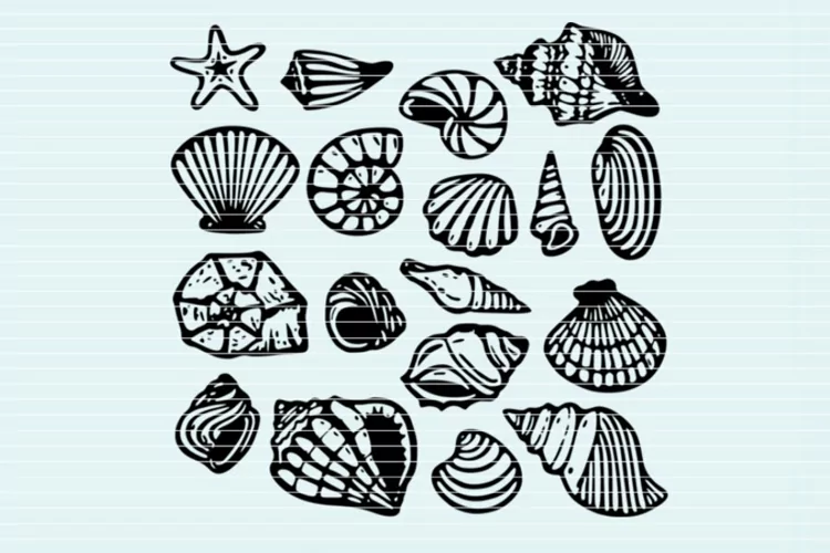 Shells SVG DXF Cutting file