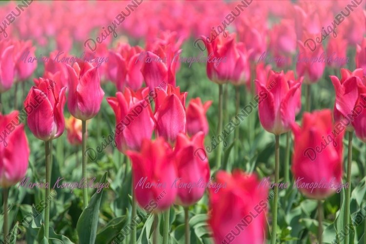 Garden Background Image 10