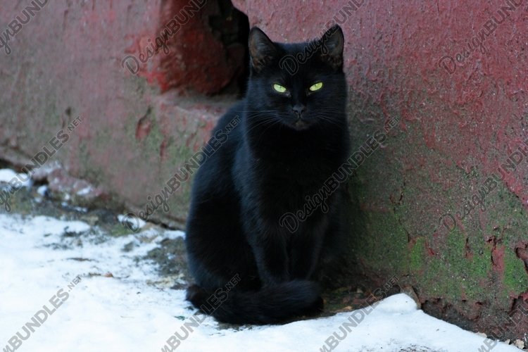 Pets Clipart Image 9