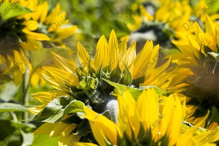 sunflowers are grown example image 1