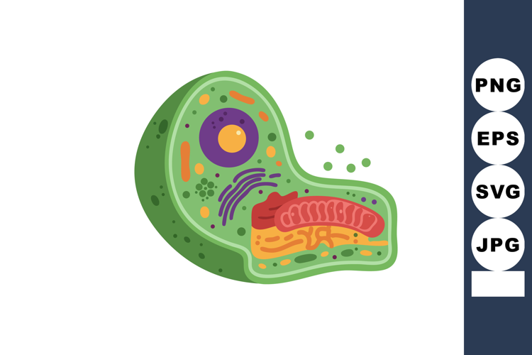Plant cell diagram showing organelles and internal structure