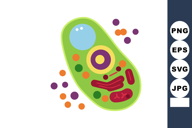 Single plant cell diagram showing organelles with vibrant co