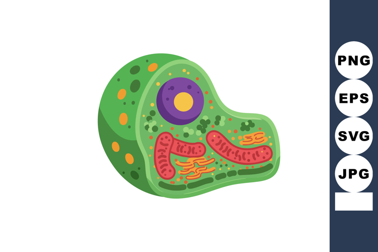 Organ Clipart Image 9