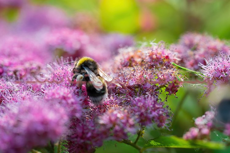 Garden Background Image 23