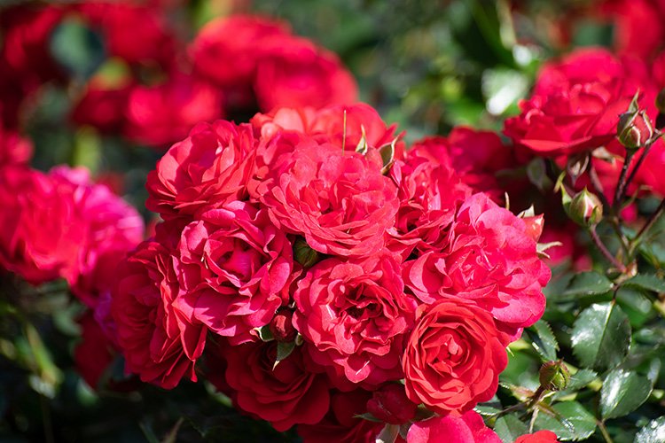 Stock Photo - Rose flower on a green blur background. example image 1