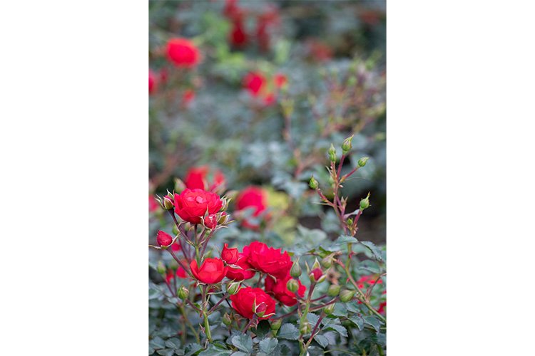 Stock Photo - Rose flower on a green blur background. example image 1