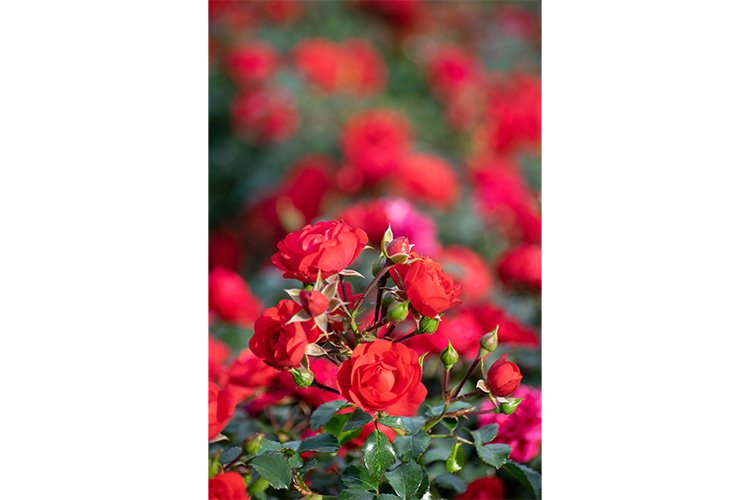 Stock Photo - Rose flower on a green blur background. example image 1