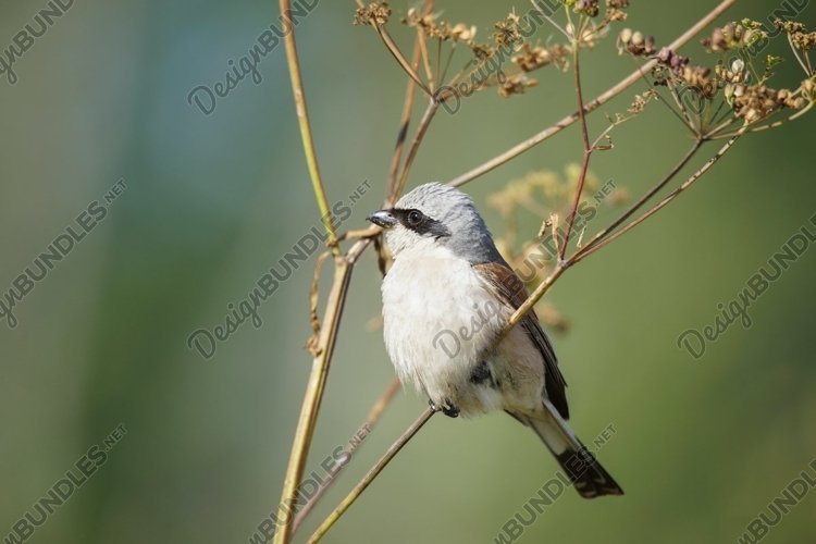 red-backed shrike Lanius Collurio. example image 1