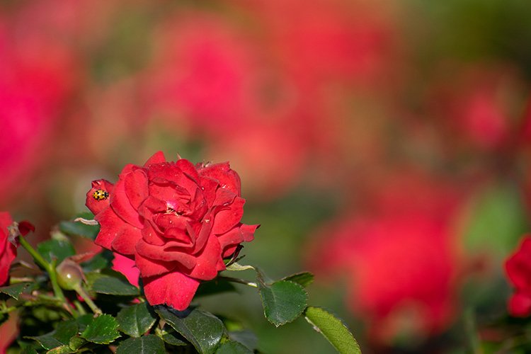 Stock Photo - Rose flower on a green blur background. example image 1