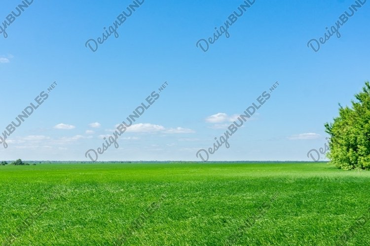 Wheat Clipart Image 18