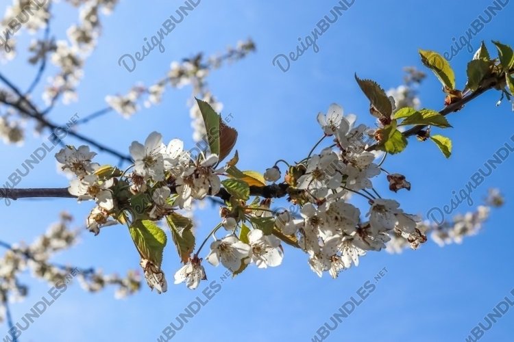 Beautiful background of flowering trees