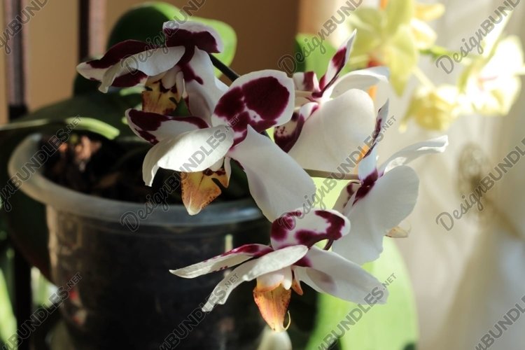 Orchid Clipart Image 22
