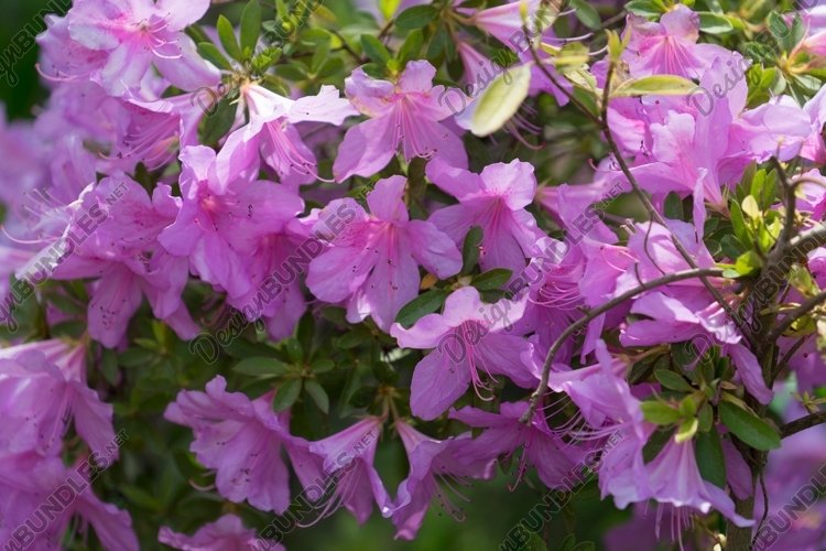 Garden Background Image 13