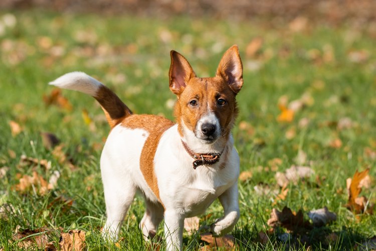 Puppy Clipart Image 16