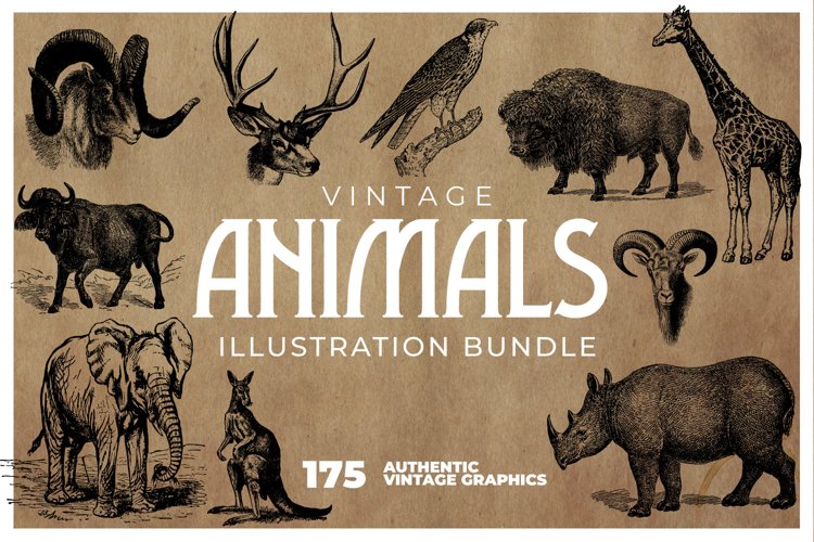175 Vintage Animals Illustrations (236353) | Illustrations | Design Bundles