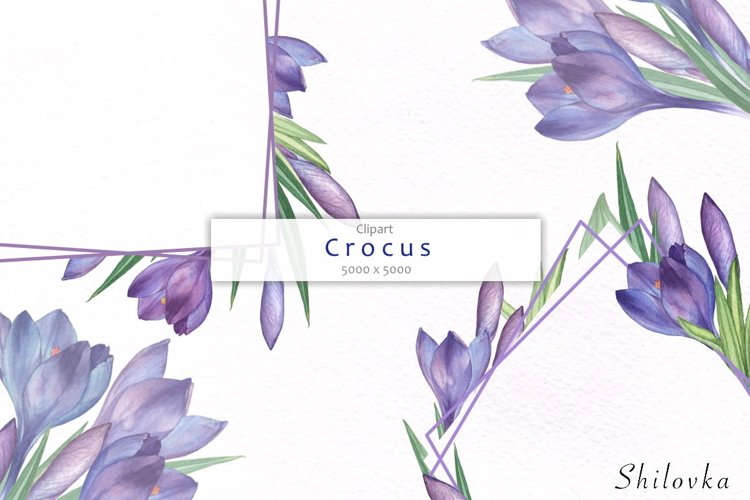 Crocus. Watercolor clipart. example image 1