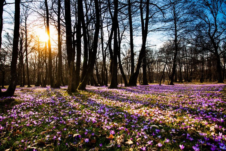 Beautiful nature flowers