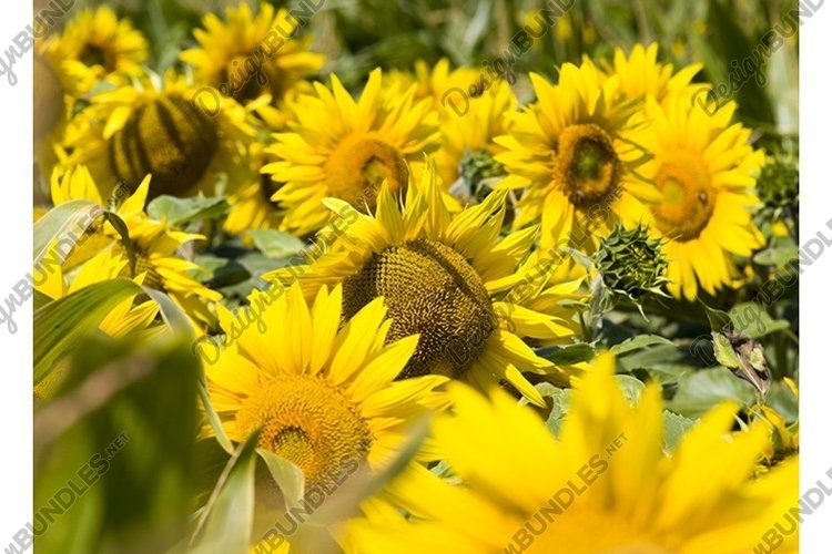 Grow Clipart Image 11