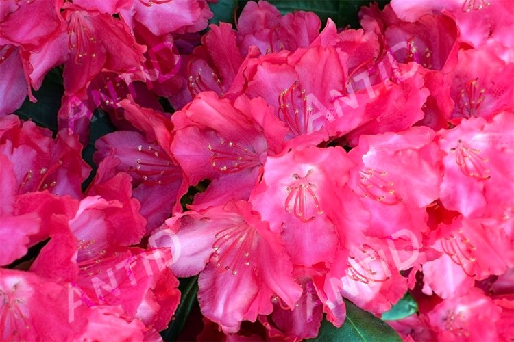 Garden Background Image 21