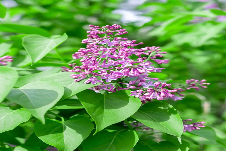 Garden Background Image 6