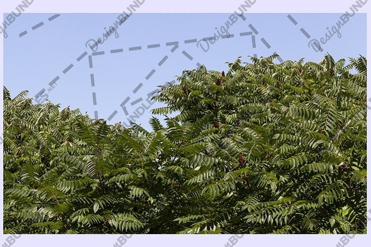 Spring Clipart Image 10