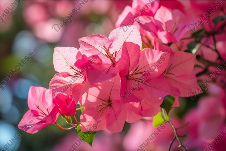 Pink Background Image 4