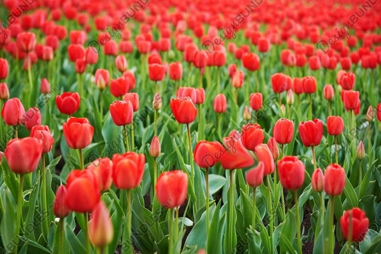 Field of beautiful red tulips in spring time example image 1
