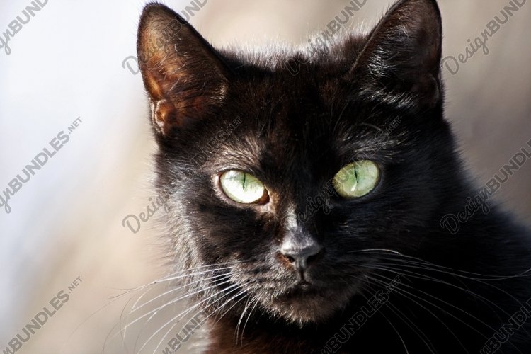 Pets Clipart Image 16
