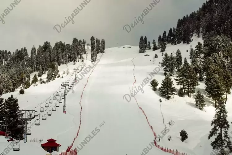 Breathtaking view of the trees on the snow-covered