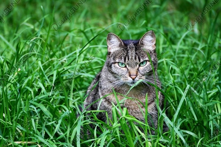 Pets Clipart Image 24