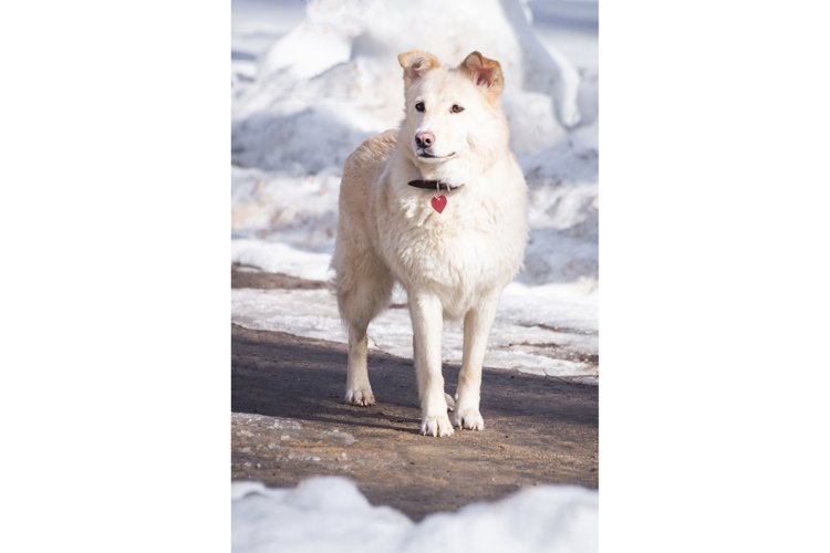 Puppy Clipart Image 3